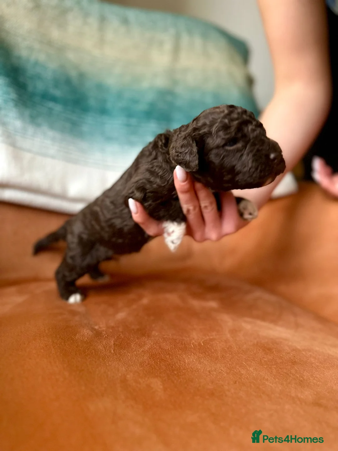 Lagotto Romagnolo dogs for sale: Lagotto Romagnolo Puppies  - Advert 20