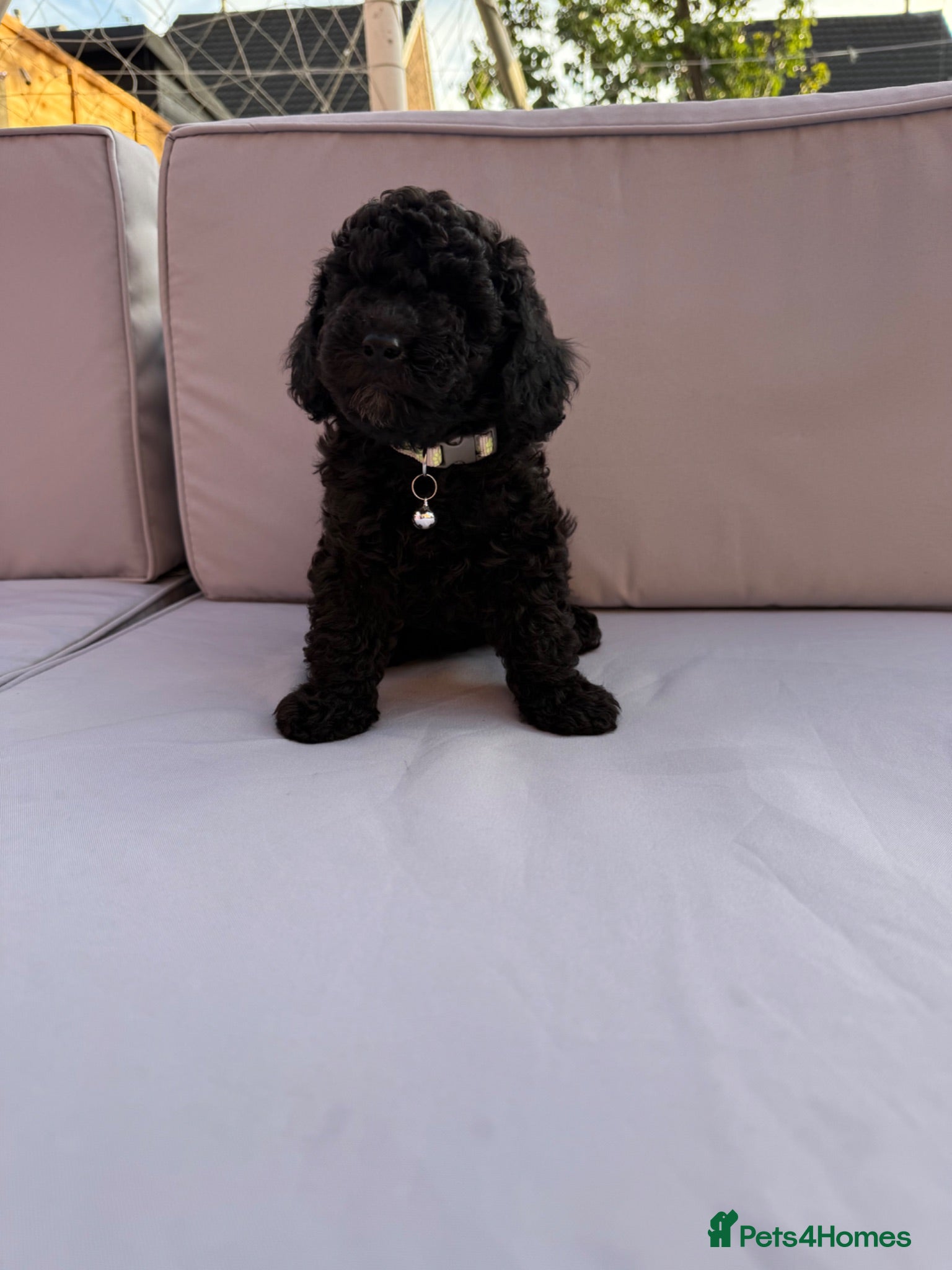 Cockapoo dogs Toy Cockapoo Puppies | DNA & Health Tested Parents - Advert 2