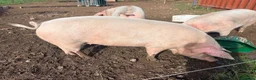 Pig livestock for sale: Two Welsh-cross gilts – for sale as breeding pair in Bridgnorth - Advert 5