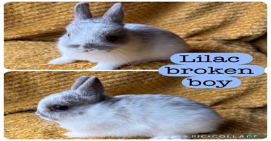 Netherland Dwarf rabbits - Advert 1