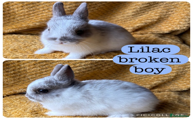 Netherland Dwarf rabbits - Advert 2