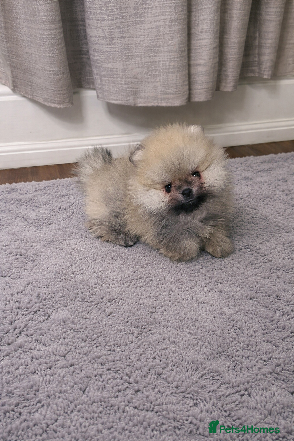 Pomeranian dogs Quality Teddy Bears  - Advert 2