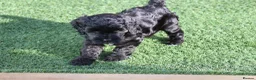 Cockapoo dogs for sale: Pretty little princess. in Mansfield - Advert 4