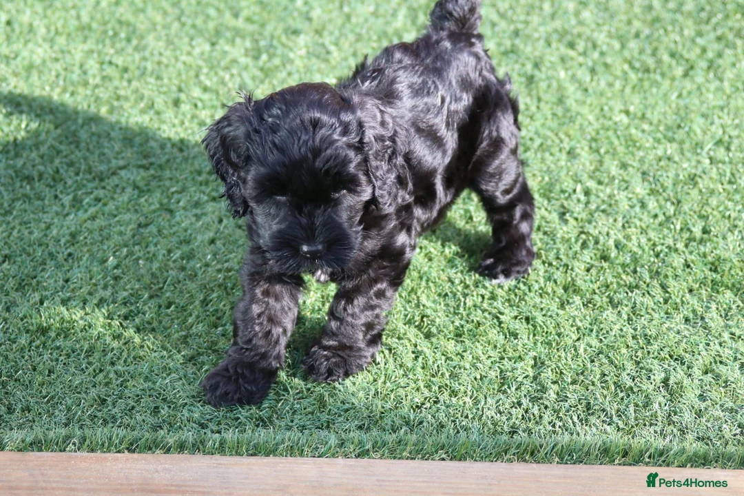 Cockapoo dogs for sale: Pretty little princess. in Mansfield - Advert 4