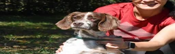 English Setter dogs for adoption: Ozuna in Woking - Advert 3