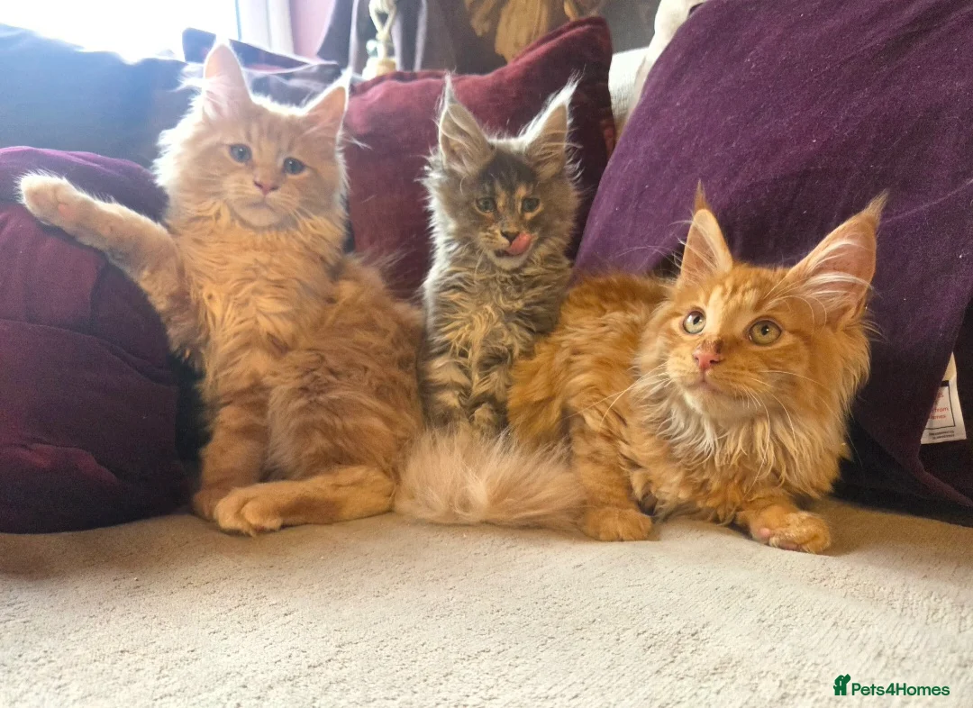 Maine Coon cats for sale: TiCA reg/Parents Fully Health Tested - Advert 10