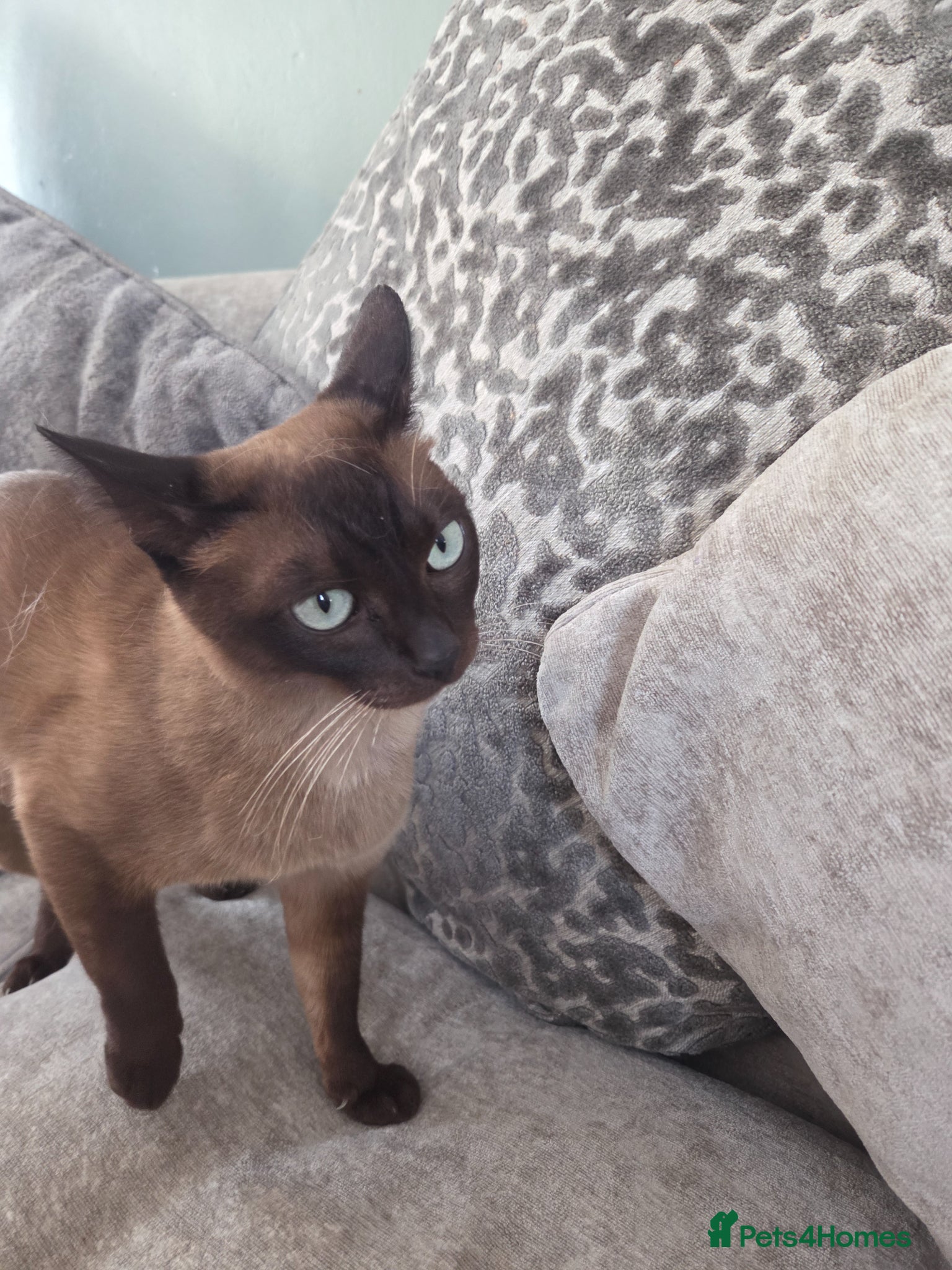 Burmese cats Burmese x - Advert 16