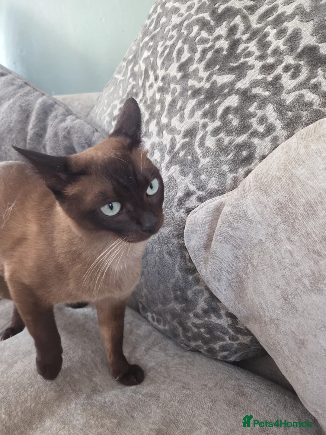 Burmese cats for sale: Burmese x - Advert 1