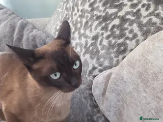 Burmese cats Burmese x - Advert 3