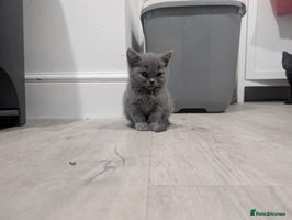 British Shorthair cats - Advert 3