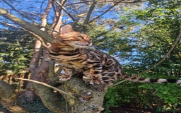 Bengal cats for stud: Bengal cat for stud, Fabio. in Peterborough - Image 24