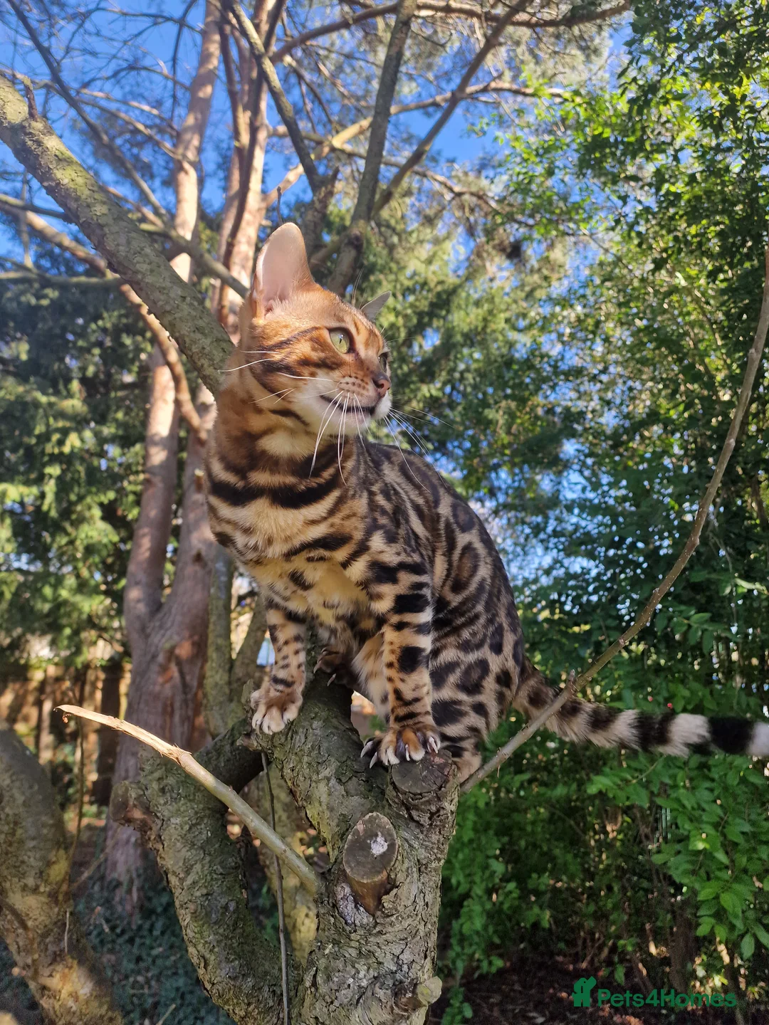 Bengal cats for stud: Bengal cat for stud, Fabio. in Peterborough - Advert 24