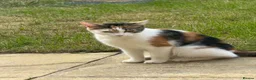 British Shorthair cats for sale: Kittens for Sale  in Luton - Advert 10