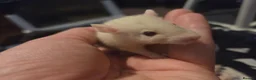Rat rodents for sale: Baby rats - Advert 6