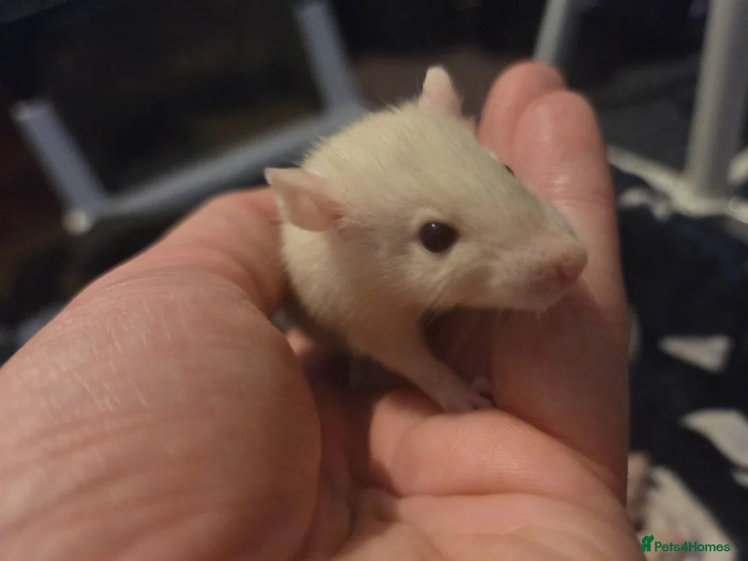 Rat rodents for sale: Baby rats - Advert 6