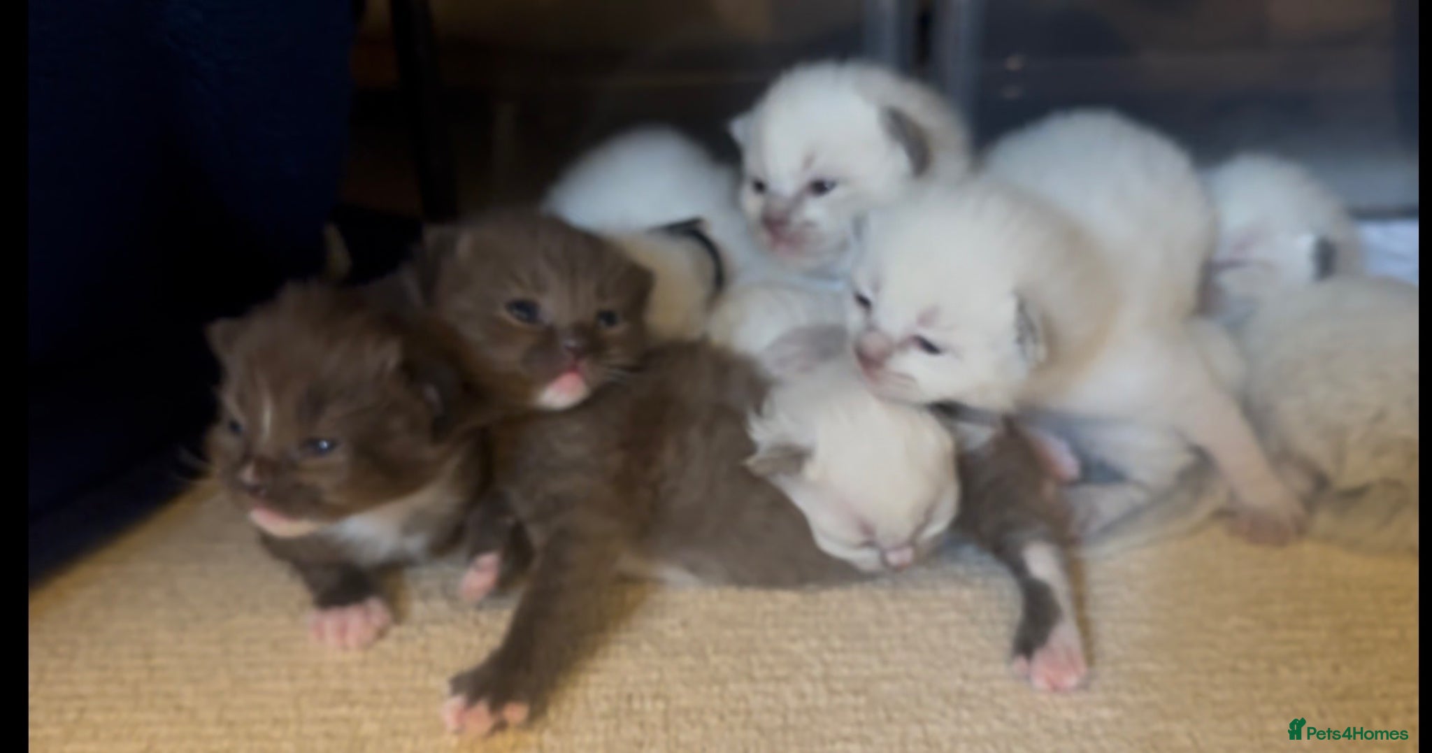 Ragamese cats RAGAMESE (RAGDOLL-SIAMESE) KITTENS - Advert 2