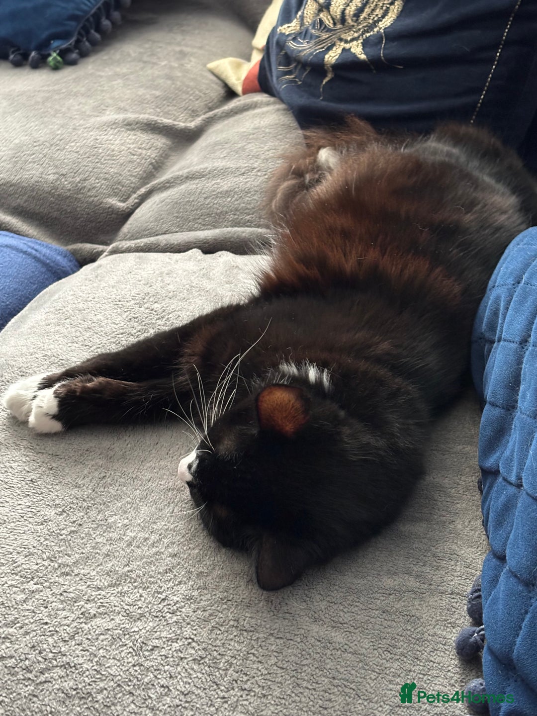 Domestic Shorthair cats for adoption: Bonded Pair  in Romford - Image 12