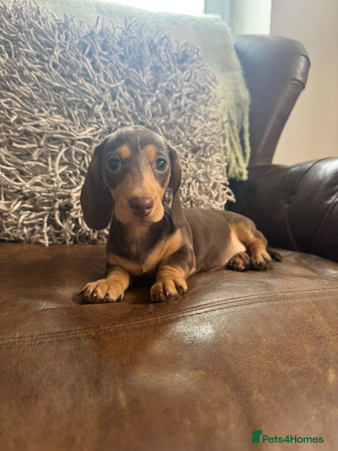 Dachshund dogs for sale: Miniature Dachshund Puppies  - Image 2