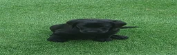 Labrador Retriever dogs for sale: READY TO LEAVE 🐶🐶 - Advert 5