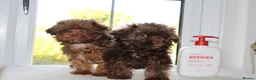 Shihpoo dogs for sale: Chocolate shihpoo’s  - Advert 16