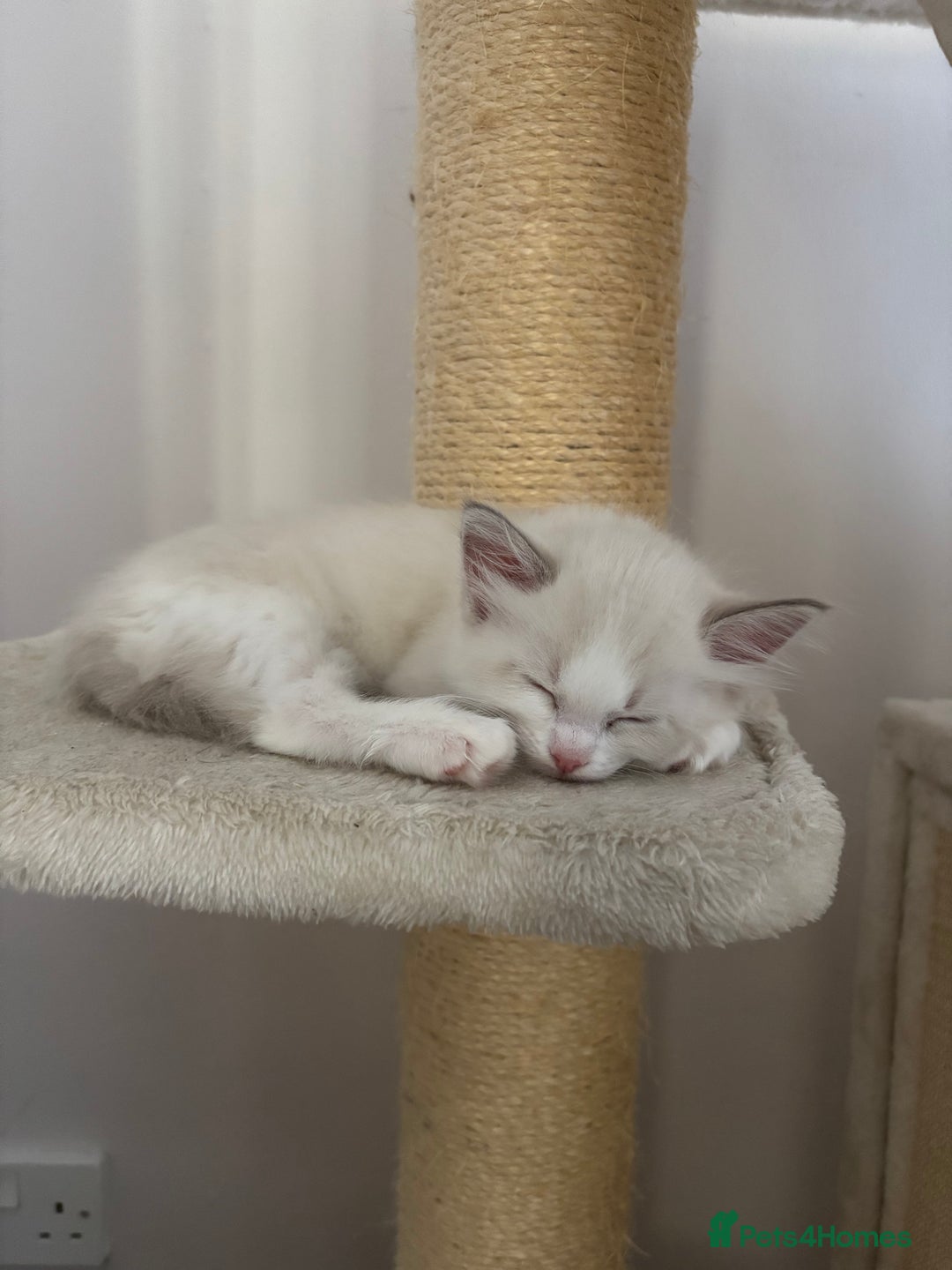 Ragdoll cats for sale: Girl ragdoll kittens  - Image 9