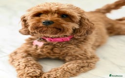 Cavapoo dogs for sale: 🐾Stunning F1B Cavapoo Puppies🐾 - Image 5