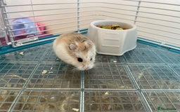 Hamster rodents for sale: Russian dwarf hamster  - Image 2