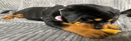 Rottweiler dogs for sale: Rottweiler huge chunky pups ready now 2 girls left - Advert 19