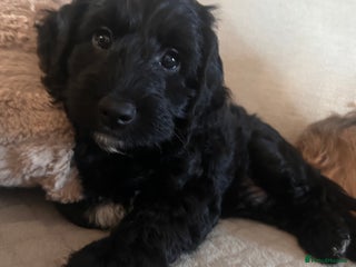 Cockapoo dogs Beautiful cockapoo boy ❤️ - Advert 2