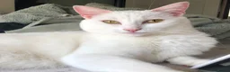 Turkish Angora cats for sale: Most affectionate cat for rehome - Advert 2