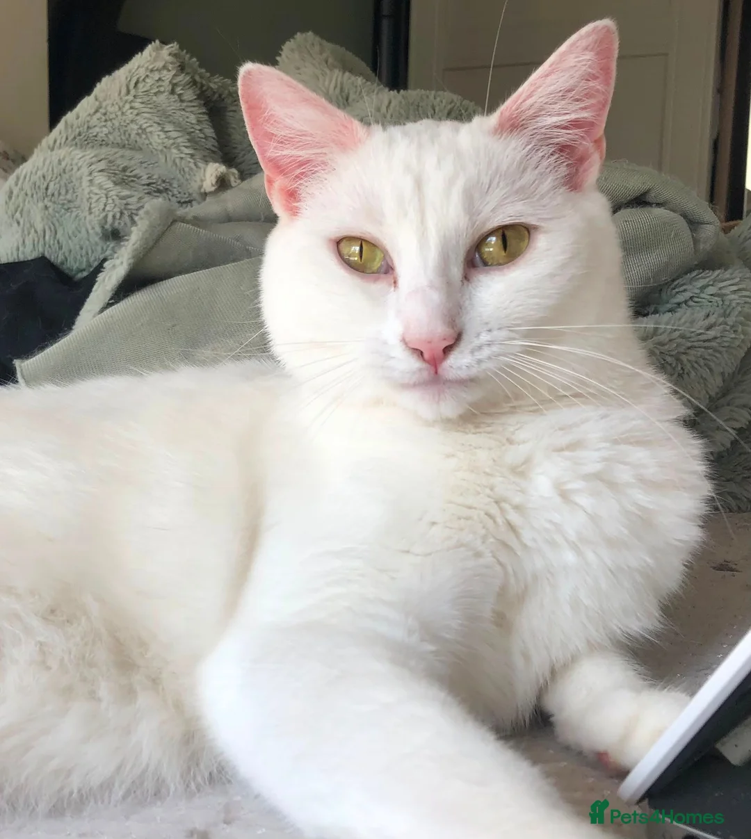 Turkish Angora cats for sale: Most affectionate cat for rehome - Advert 2