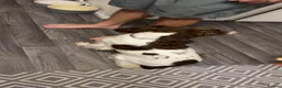 English Springer Spaniel dogs for sale: 1 year old English springer spaniel - Advert 5