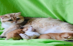 British Shorthair cats for sale: ✨Show quality Golden British Shorthair babies ✨ - Image 8
