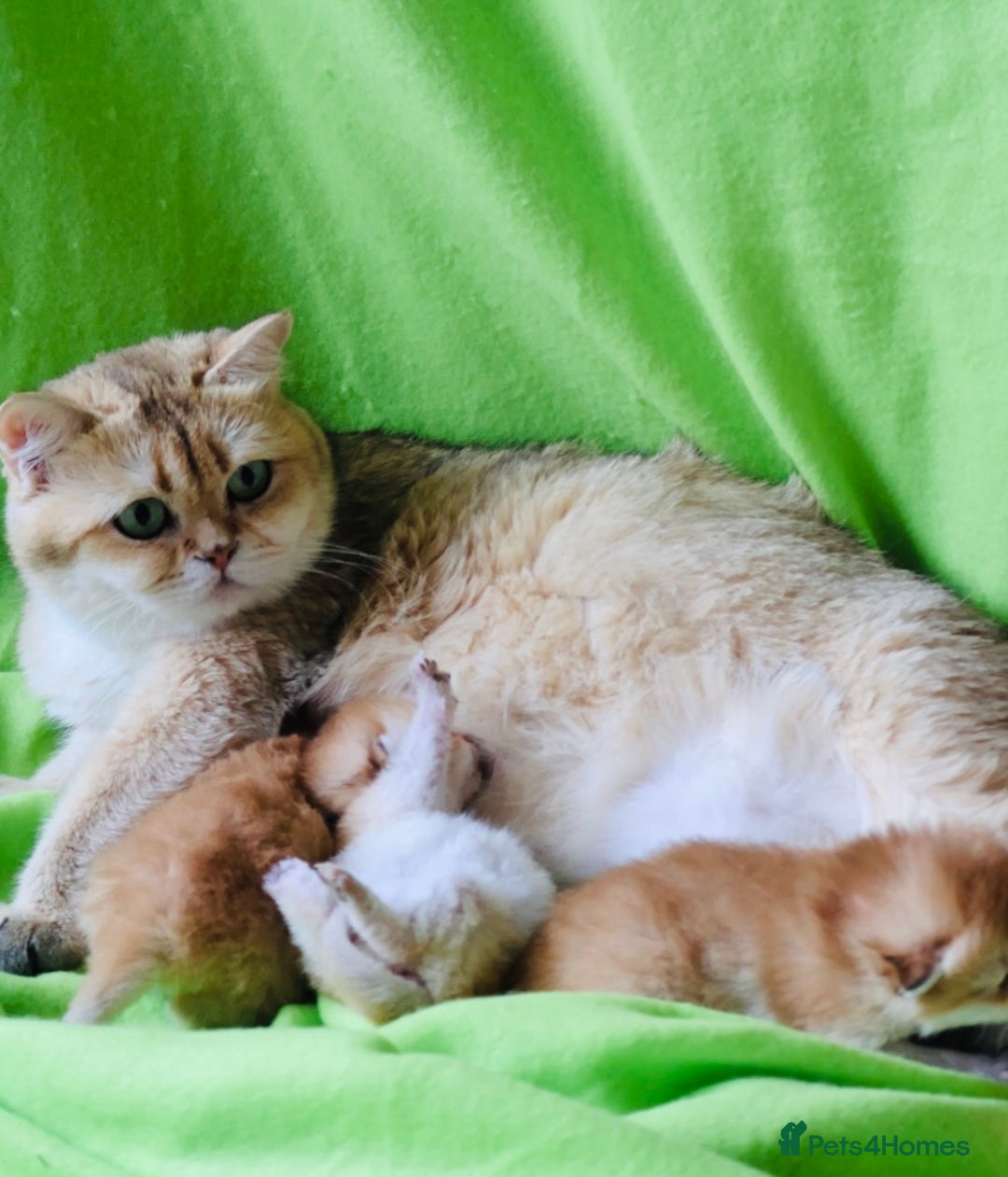 British Shorthair cats for sale: ✨Show quality Golden British Shorthair babies ✨ - Image 8