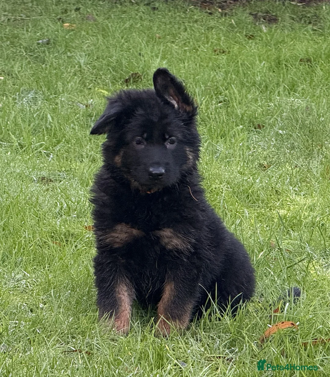 German Shepherd dogs for sale: Long coat GSD Pups With Health tested Parents - Advert 22