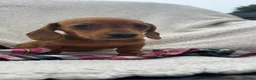 Miniature Dachshund dogs for sale: BEAUTIFUL PRA CLEAR & KC REG MINI DACHSHUNDS - Advert 10