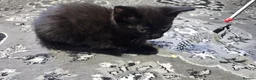 Mixed Breed cats for sale: A beautiful litter of 4 kittens - Advert 29