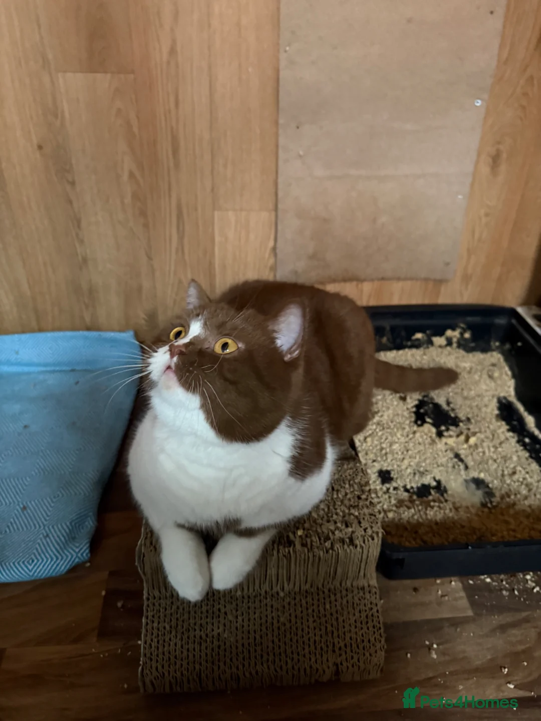 British Shorthair cats for sale: Cinnamon gccf boy - Advert 6