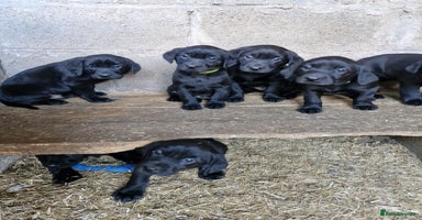 Labrador Retriever dogs - Advert 12