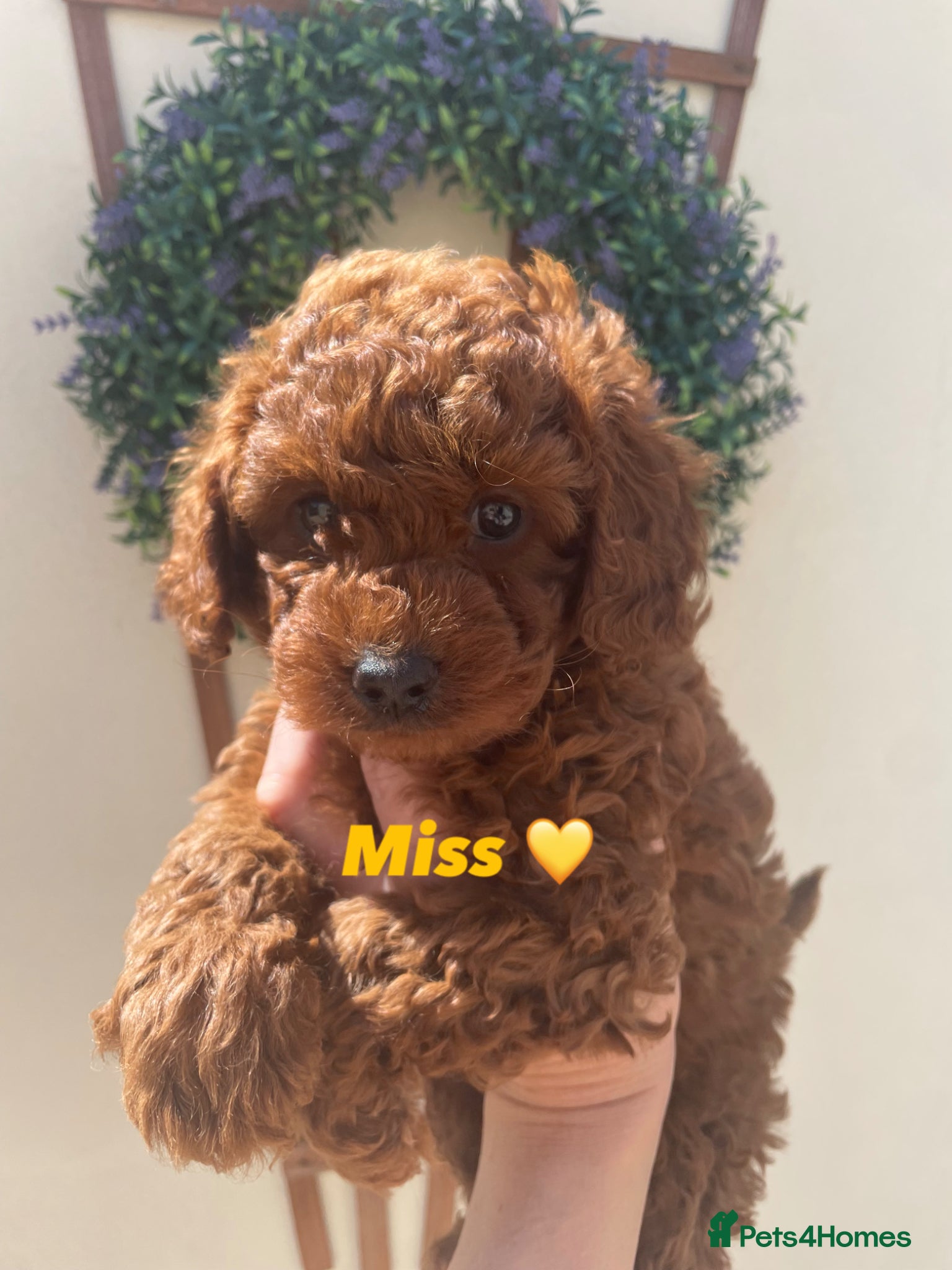 Cavapoochon dogs 💛1 GIRLY LEFT 💛 F1BB DNA f1bb Toy cavapoochons  - Advert 1