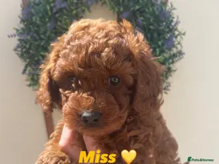 Cavapoochon dogs 💛1 GIRLY LEFT 💛 F1BB DNA f1bb Toy cavapoochons - Advert 6