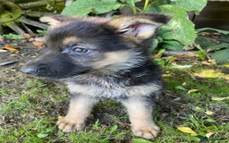 German Shepherd dogs for sale: Chunky Farm bred GSD pups ready now. - Image 4