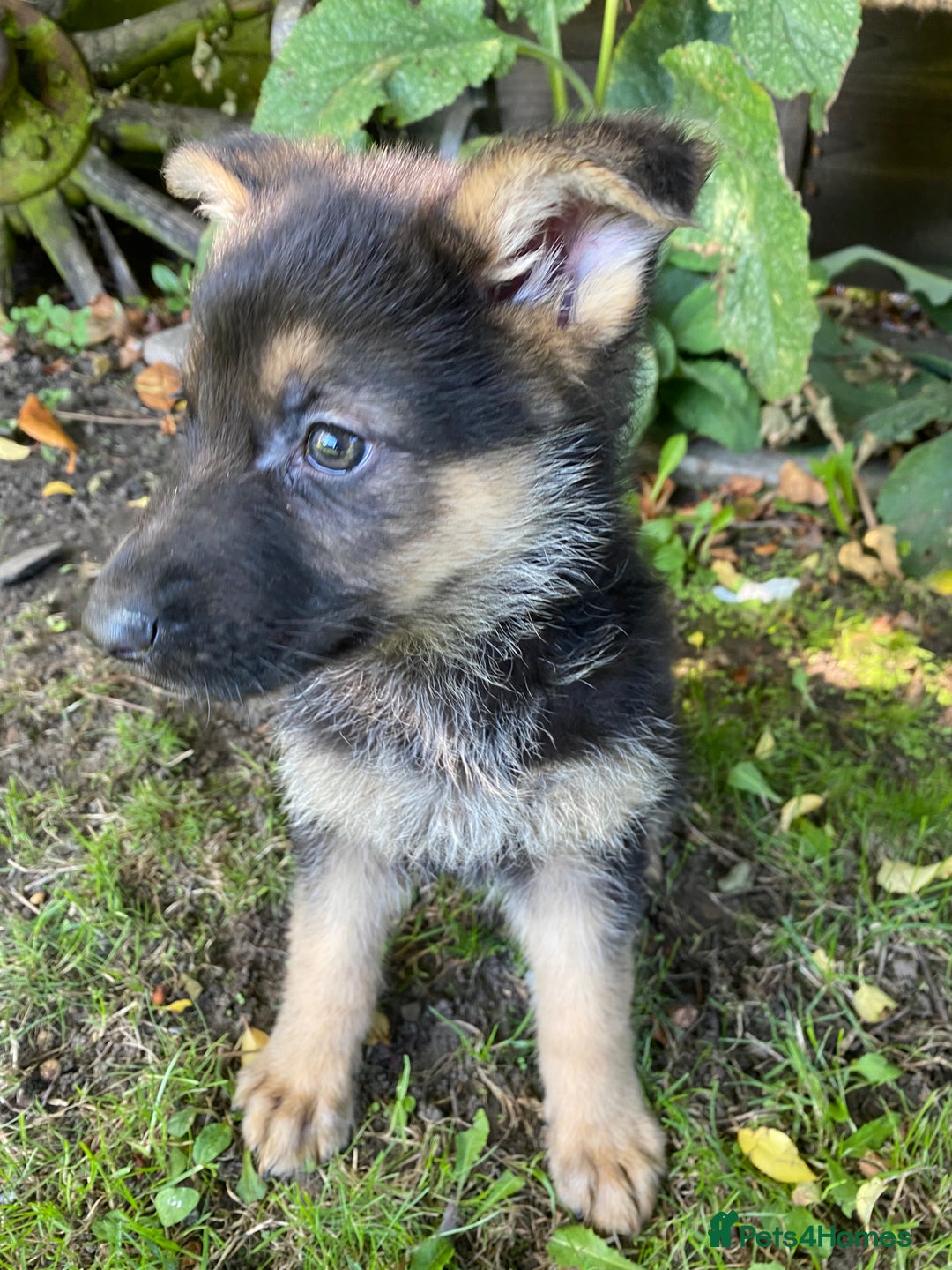 German Shepherd dogs for sale: Chunky Farm bred GSD pups ready now. - Image 4
