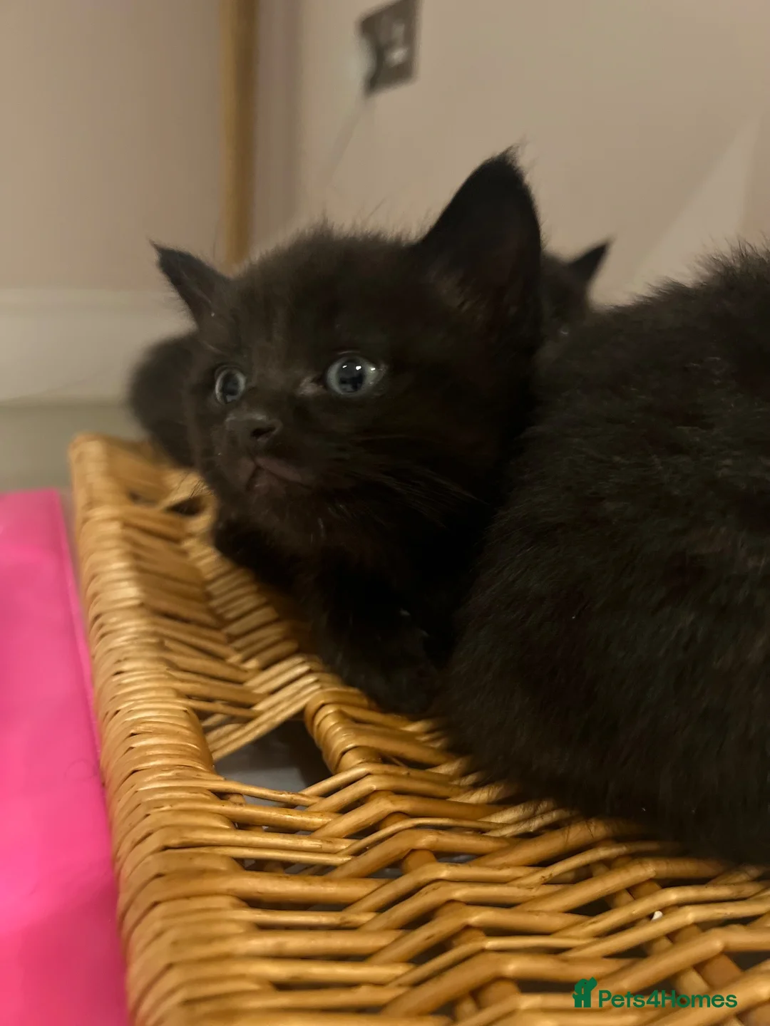 Maine Coon cats for sale: Part Maine coon kittens  - Advert 2