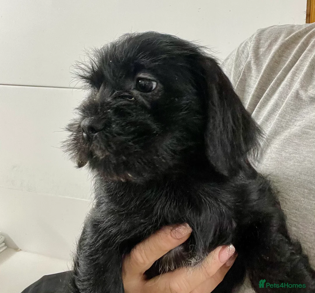 Mixed Breed dogs for sale: Shihtzu x mini wire daxi adorable  - Advert 1