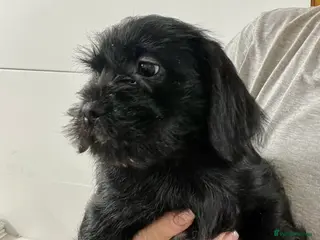 Mixed Breed dogs Shihtzu x mini wire daxi adorable - Advert 9