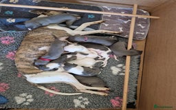 Whippet dogs for sale: Heart and Health checked KC Blue Whippets. - Image 5