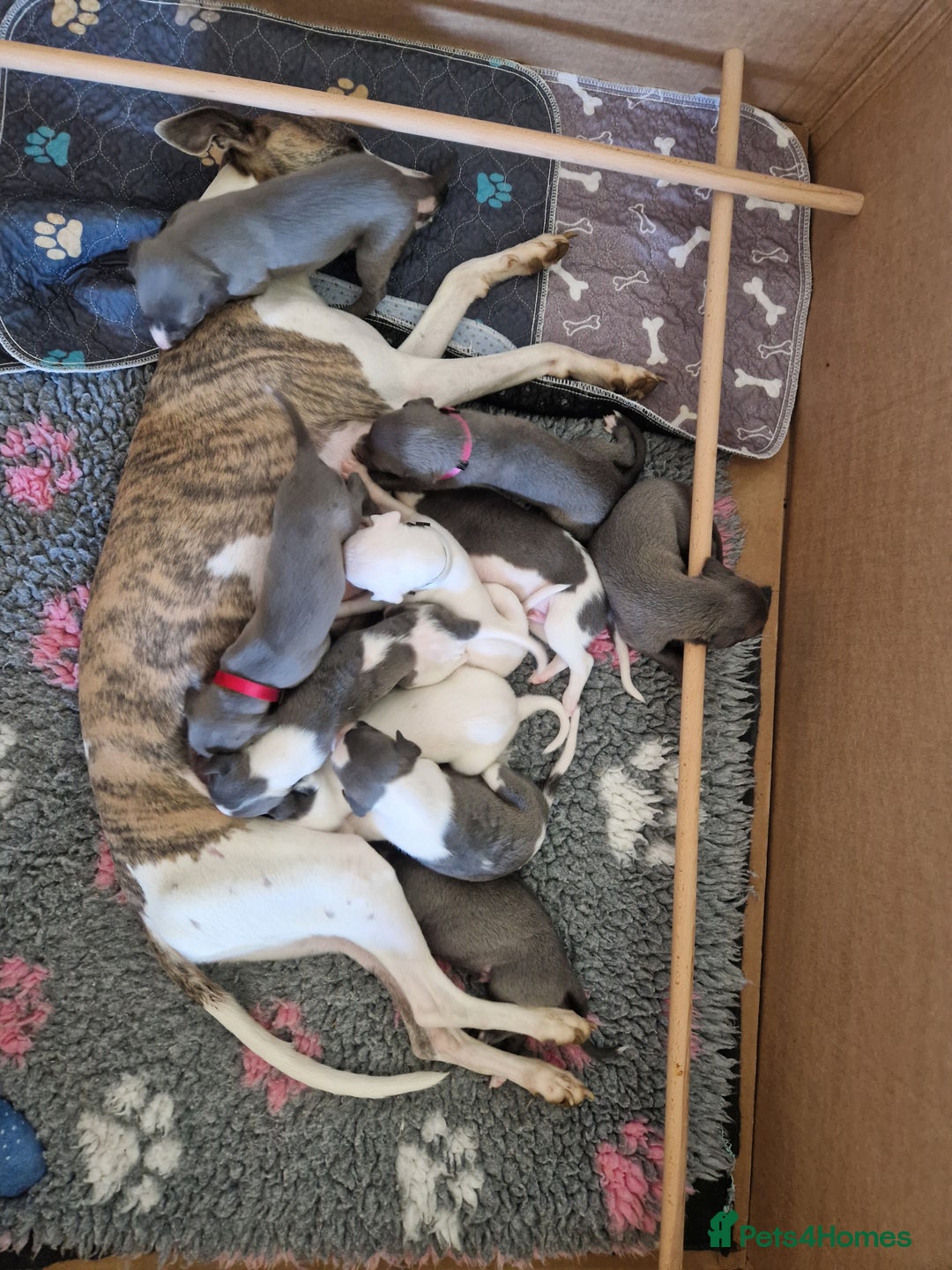 Whippet dogs for sale: Heart and Health checked KC Blue Whippets. - Image 5