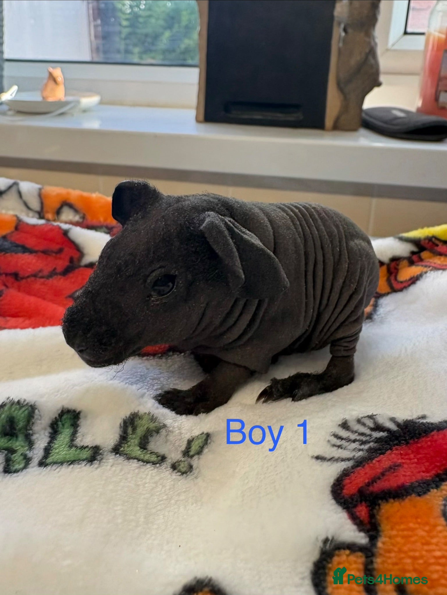 Guinea Pig rodents Super friendly skinny pig babies - Advert 2