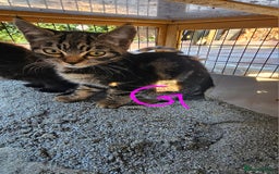 Mixed Breed cats for sale:  🐾 Adorable Kittens Ready for Loving Homes 🐾 - Image 16